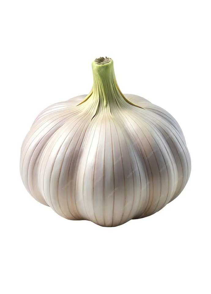 Garlic - Image 3
