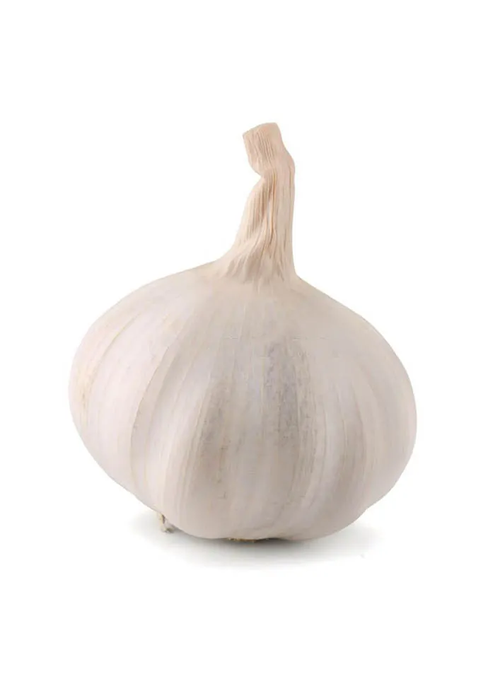 Garlic - Image 4
