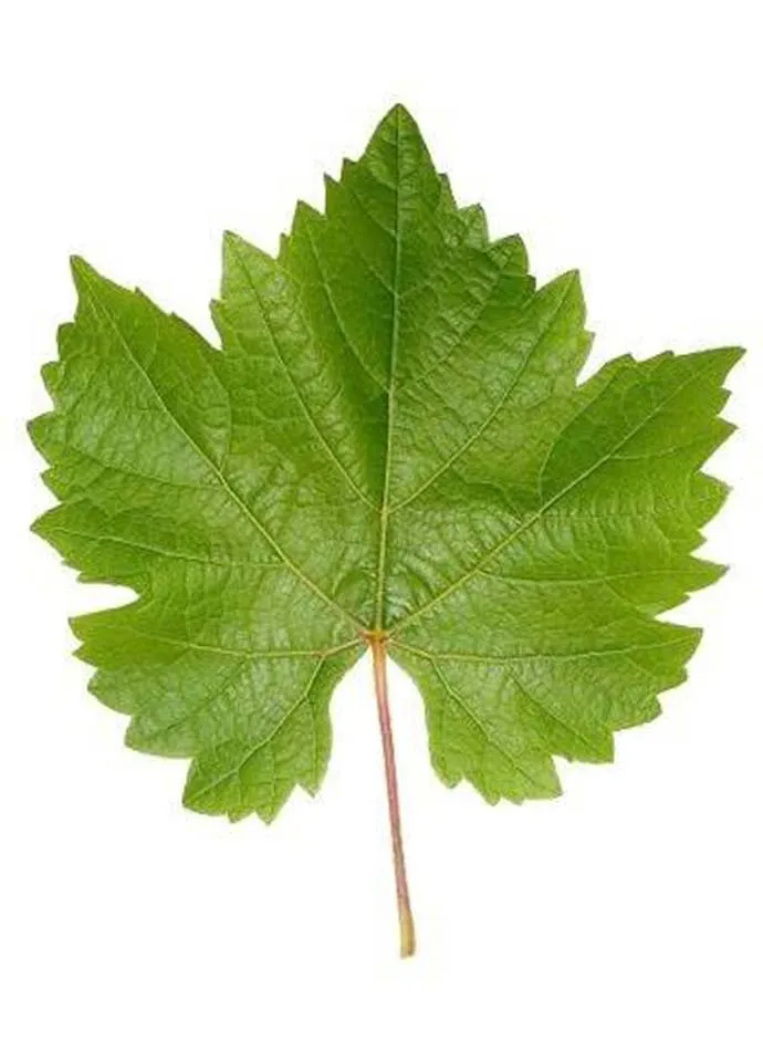 Grape Leaves
