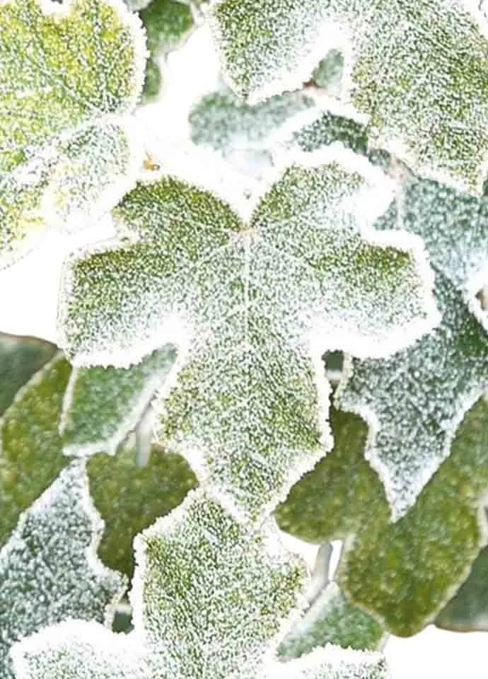 Grape Leaves - Image 3