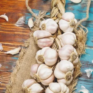 Garlic