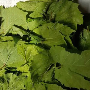 grape leaves